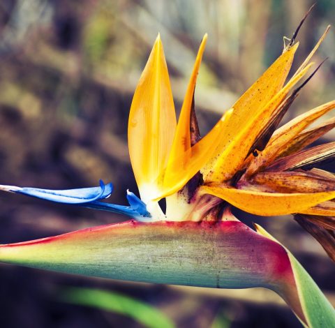 Färdledare hero background image