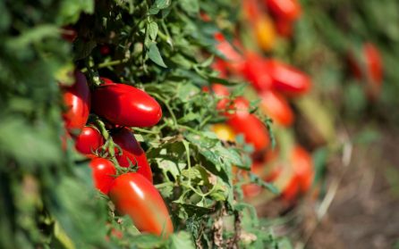 Ledig dag eller extrautflykt: Lantgårdsmiddag i Tramontibergen  image