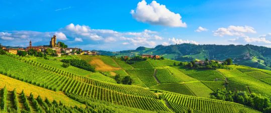 Vin och gastronomi i Piemonte hero image