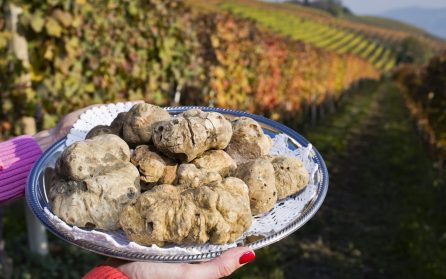 Tryffeljakt och besök på enoteket Marchesi di Barolo med matlagning och middag image
