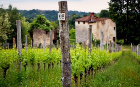 Lunch på vin- och grappagård i Piemonte och besök i Arona image