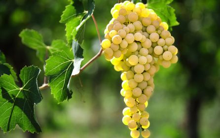 Bordeaux – Cussac-Fort Medoc image