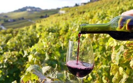 Verona med historisk stadsrundtur och vingårdsbesök i Valpolicella image