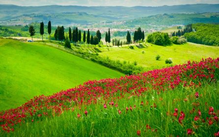 Volterra och San Gimignano med vingårdsbesök image