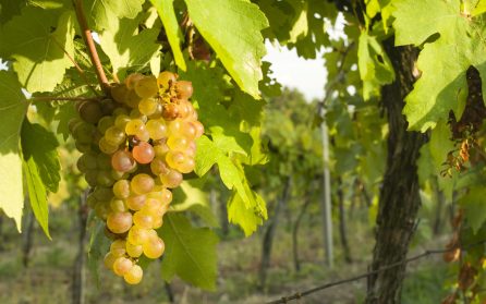 Lyon och hemresa  image