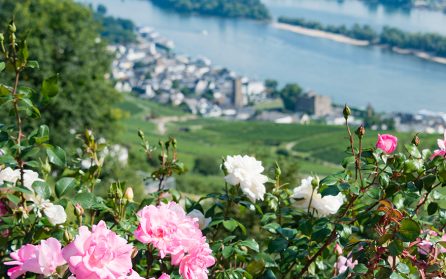 Kryssning på Romantiska Rhen till Rüdesheim image