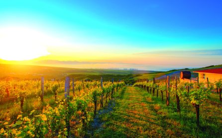 Mâcon och viner i Beaujolais image