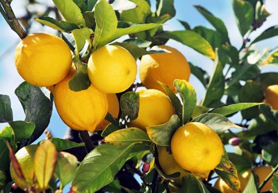 Vandring på Citronstigen thumbnail