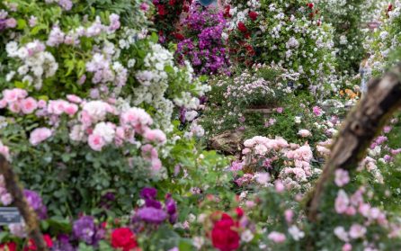 Great Dixter och Sissinghurst image