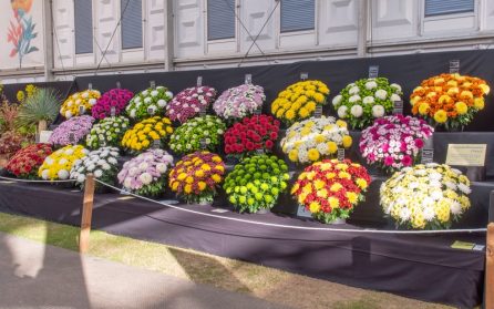 Chelsea Flower Show  image