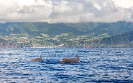 Ledig dag eller extrautflykt havssafari image
