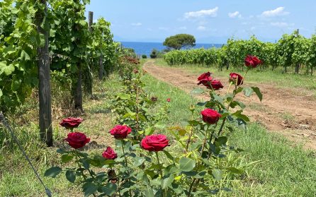 Transport till Neapels flygplats och hemresa image