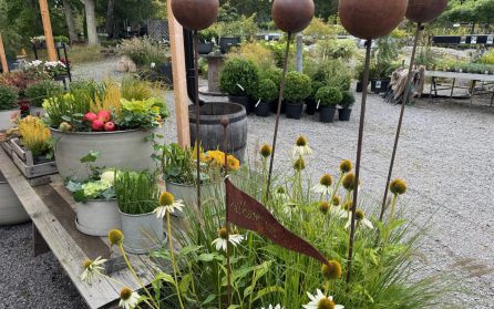 Gunnar Asplunds läroverk och Ljungleds plantskola  image