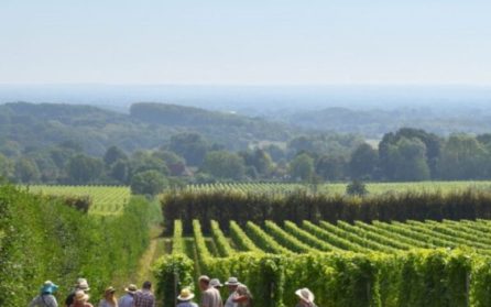 Yotes Court Vineyard och hemresa  image