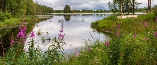 Vasa och Österbotten med Malcolm Dixelius hero image
