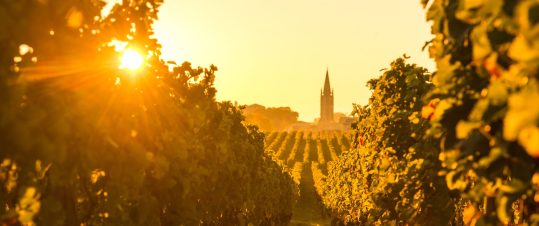 Vinkryssning i Bordeaux med SvD accent hero image