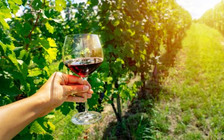Utflykt till Valpolicella med vinprovning image