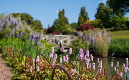 Chelsea Flower Show  image