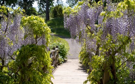 En sista trädgårdsupplevelse – Wisley, och publunch image