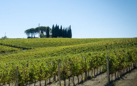 Montefalco och vinprovning image