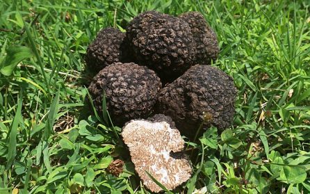 Tryffeljakt med strövtåg tillbaka till Trevi image