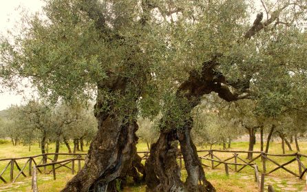 Hemresa med flyg från Rom image