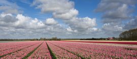 Gunnel Carlsons gröna pärlor i Holland thumbnail