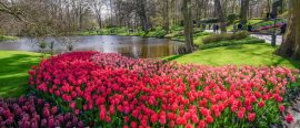 Flodkryssning • Blommande Holland thumbnail