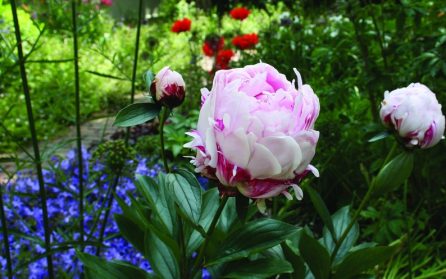 Blommande pioner och påvens Viterbo image