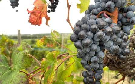 Dourodalen med Lamego och Régua image