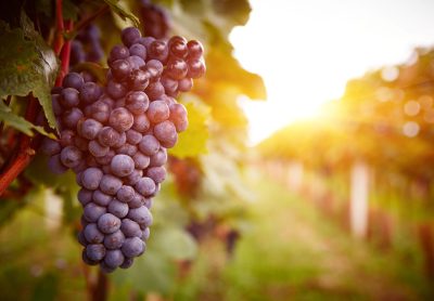 Borghetto med vinprovning thumbnail